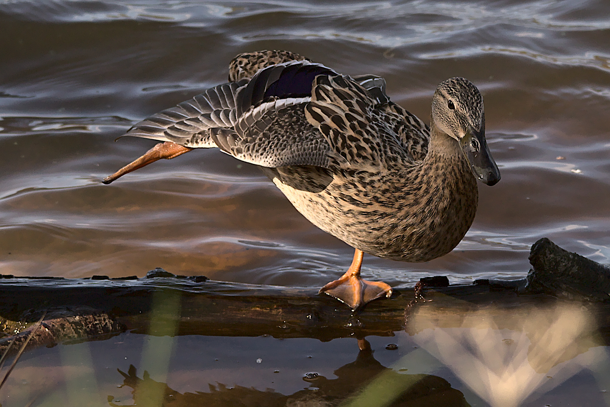 "Achtung, gleich ... "
